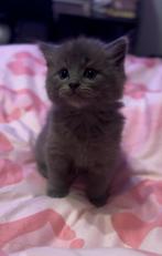 Ragdoll X Nebelung kittens, Dieren en Toebehoren, Kater