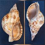 Triton schelp Australië, Ophalen of Verzenden, Fossiel