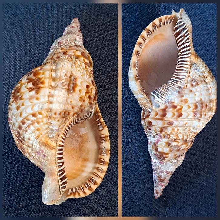 Triton schelp Australië, Verzamelen, Mineralen en Fossielen, Fossiel, Ophalen of Verzenden