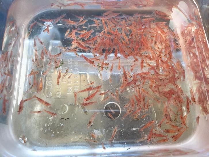 Vuurgarnalen 12 stuks €5, Dieren en Toebehoren, Vissen | Aquariumvissen, Zoetwatervis, Kreeft, Krab of Garnaal, Schoolvis