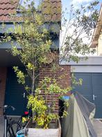 Quercus Ilex, Tuin en Terras, Planten | Bomen, Ophalen, In pot, Halfschaduw, Overige soorten