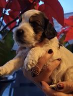 Cockapoo’s geboren in huiselijke kring, 8 tot 15 weken, Geslacht onbekend, Parvo, Eén hond