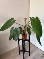 Philodendron jose buono, Huis en Inrichting, Ophalen, Overige soorten, Minder dan 100 cm