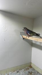 Bourkes, Dieren en Toebehoren, Vogels | Parkieten en Papegaaien, Meerdere dieren, Parkiet