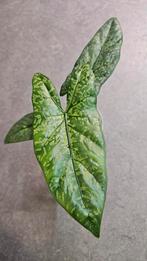 Alocasia Boyceana Shattered Glass, Ophalen of Verzenden, Halfschaduw, Minder dan 100 cm