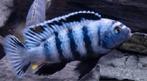 pseudotropheus saulosi man, Dieren en Toebehoren, Vissen | Aquariumvissen, Vis