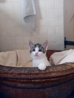 Prachtige lieve kittens!, Dieren en Toebehoren, Katten en Kittens | Overige Katten, Meerdere dieren