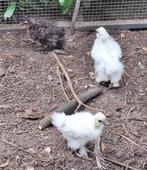 zijdehoen kuikens, Dieren en Toebehoren, Geslacht onbekend, Kip