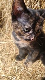 Boerderij kittens (het poesjes vd 1e foto's is gereserveerd), Dieren en Toebehoren, Meerdere dieren