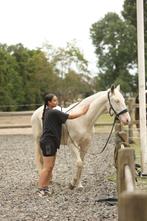 Paardenoppas/stalhulp aangeboden! Hulshorst, Ophalen of Verzenden, Zo goed als nieuw