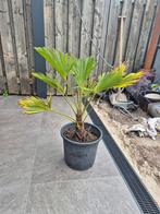 trachycarpus wagnerianus winterhard(-18) meerdere, Minder dan 100 cm, Zomer, Palmboom, Ophalen