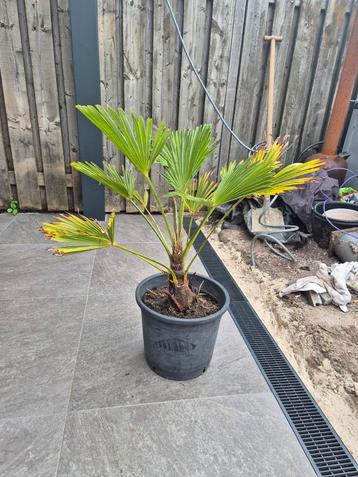 trachycarpus wagnerianus winterhard(-18) meerdere beschikbaar voor biedingen