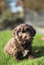 Te koop mooie Boomer pups, Nederland, CDV (hondenziekte), 8 tot 15 weken, Meerdere