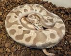 Bewezen kweek trio Scaleless Head Koningspythons, Dieren en Toebehoren, Slang, 3 tot 6 jaar