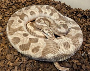 Bewezen kweek trio Scaleless Head Koningspythons beschikbaar voor biedingen