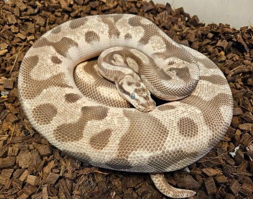Bewezen kweek trio Scaleless Head Koningspythons, Dieren en Toebehoren, Reptielen en Amfibieën, Slang, 3 tot 6 jaar