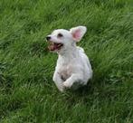 LIEF, SPEELS, VRIENDELIJK, MALTIPOO, TEEFJE, Dieren en Toebehoren, Honden | Niet-rashonden, 6 jaar of ouder, Rabiës (hondsdolheid)