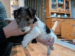 Foxterrier draadhaar pups tricolor, Overige rassen, 8 tot 15 weken, Meerdere, Meerdere dieren