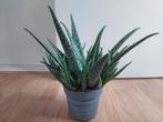 Aloe Medivera - Aloë Vera / Vetplant H: 35 cm., Ophalen, Vetplant, Halfschaduw, Minder dan 100 cm