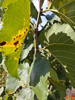 Morus Nigra Struik - Zaterdag te Koop!, Overige soorten, Lente, 100 tot 250 cm, Ophalen