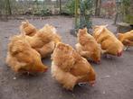 Orpington buff broedeieren, Dieren en Toebehoren, Pluimvee, Geslacht onbekend, Kip