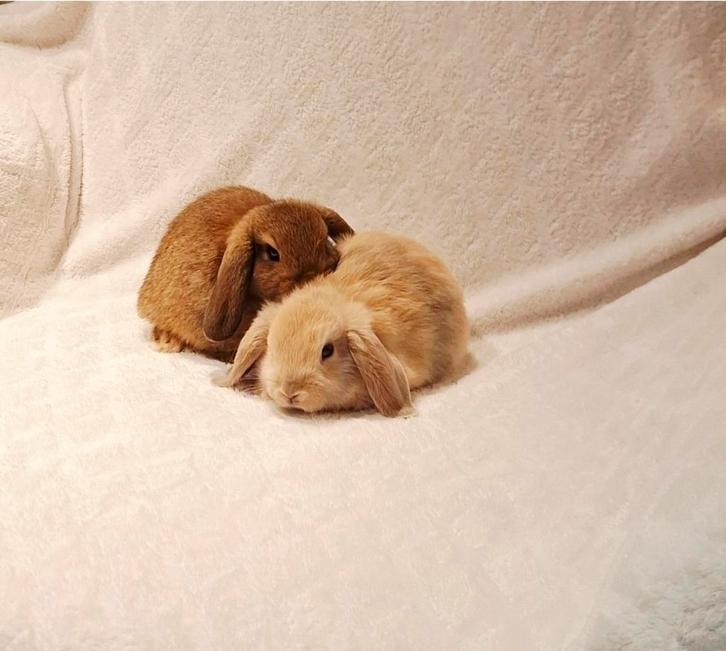 🎁❤RASZUIVER MINILOP HANGOOR KOPPELTJE LIEF TAM & KNUFFELIG, Dieren en Toebehoren, Konijnen, Dwerg, Meerdere dieren, 0 tot 2 jaar
