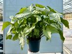 Syngonium Holly M - Kamerplant, Overige soorten, In pot, Minder dan 100 cm, Groene kamerplant