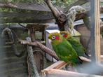Pyrrhura Hoffmanni Gaudens, Dieren en Toebehoren, Meerdere dieren, Parkiet, Geringd