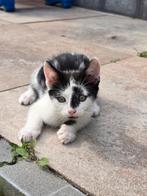 Lieve kitten te koop, Dieren en Toebehoren, Katten en Kittens | Overige Katten, Meerdere dieren
