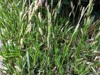 Siergras Carex, bonte variant, stekjes gratis afhalen, Tuin en Terras, Planten | Tuinplanten, Ophalen, Vaste plant, Siergrassen