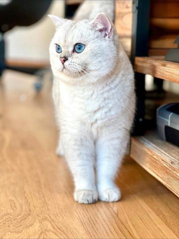 Dekkater Brits Korth. Stamboom m.Worldchampion Silver Shaded beschikbaar voor biedingen