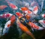 Koi karpers, Dieren en Toebehoren, Vissen | Vijvervissen, Karper of Koi