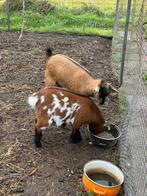 Twee jonge dwerggeitjes, Dieren en Toebehoren, Schapen, Geiten en Varkens, Vrouwelijk, Geit