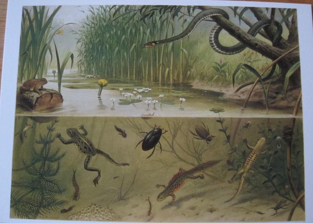 voor het kind - in sloot en plas - M.A. Koekkoek - nieuw, Verzenden, 1980 tot heden, Ongelopen, Natuur