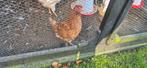 2 bruine kippen gratis op te halen, Dieren en Toebehoren, Pluimvee, Vrouwelijk, Kip