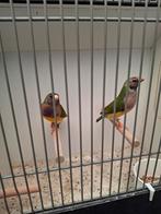 Koppel natuurbroed gouldamadines 2025, Meerdere dieren, Tropenvogel, Geringd