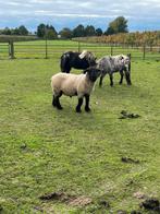 Prachtige sufolk ram, Dieren en Toebehoren, Schapen, Geiten en Varkens, Mannelijk, Schaap