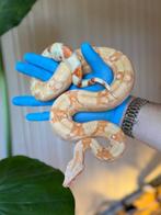 1.0 Boa constrictor  “Sharp albino”, Dieren en Toebehoren, Reptielen en Amfibieën, Slang, 3 tot 6 jaar