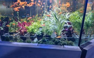 Aquariumplanten - Aquarium planten bij Koidreams in Valburg beschikbaar voor biedingen