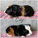 1 cavia’s van het ras Cuy’ (beren) onderste is verkocht!, Cavia, Mannelijk, November, Tam
