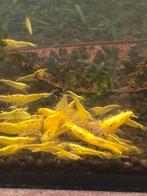 Neocardina Yellow Fire Neon Backline garnalen, Dieren en Toebehoren, Vissen | Aquariumvissen, Kreeft, Krab of Garnaal, Zoetwatervis
