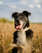 Gered uit het water....., maar nu? Ollie., Dieren en Toebehoren, Honden | Niet-rashonden, Particulier, Rabiës (hondsdolheid), Reu