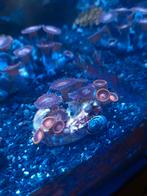 Alien explosion / Bam Bam Orange Zoanthus ( koraal ), Dieren en Toebehoren, Overige typen