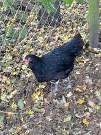 Jonge Australorp hanen, Dieren en Toebehoren, Pluimvee, Mannelijk, Kip