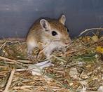 Gerbils! Woestijn ratjes! Super tam, állemaal mannetjes!, Mannelijk, Juli, Overige typen, Tam