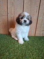 ZEER mooie speelse boomer pups., Parvo, Overige rassen, 8 tot 15 weken, Meerdere