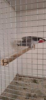 Grijze roodstaart man, Mannelijk, Papegaai, Tam