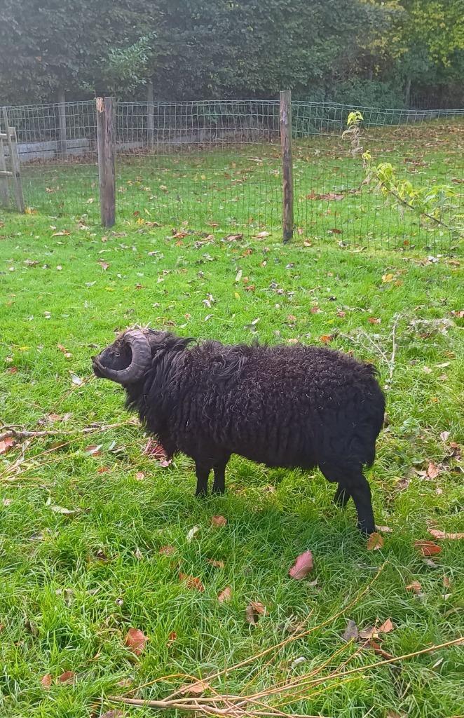 Ouessant dek-ram te koop of te huur, Dieren en Toebehoren, Schapen, Geiten en Varkens, Schaap, Mannelijk, 0 tot 2 jaar