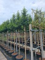 groenblijvende bomen Portugese laurier prunus lusitanica, Tuin en Terras, Planten | Bomen, Ophalen, In pot, Volle zon