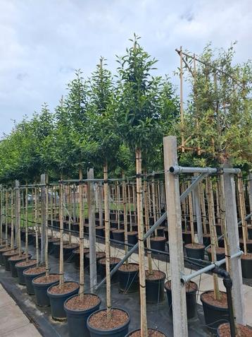 groenblijvende bomen Portugese laurier prunus lusitanica  beschikbaar voor biedingen